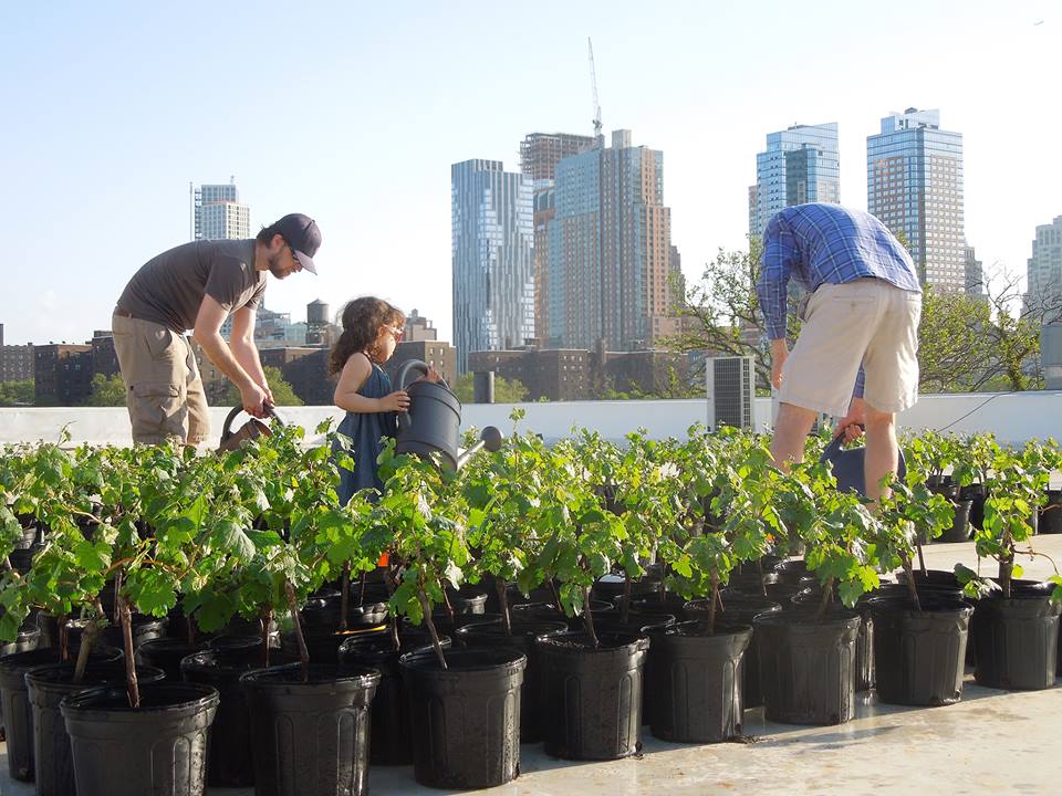 Un vignoble sur un rooftop new-yorkais ?