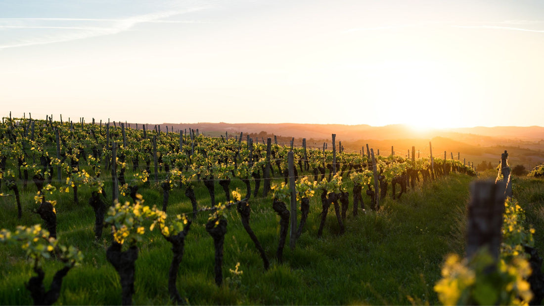 Il se passe quoi dans les vignes au mois de mars ?