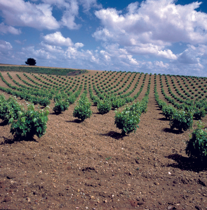 Zoom sur Bodega Burdigala