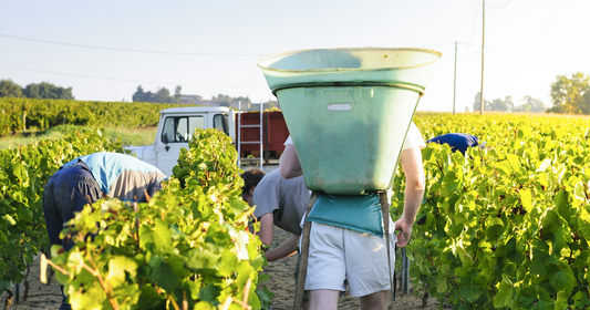 Meilleur job du monde : les vendanges