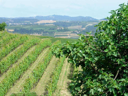 Rencontre avec le domaine Cascina Corte