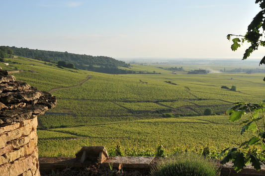 Petit tour au domaine Mongeard-Mugneret