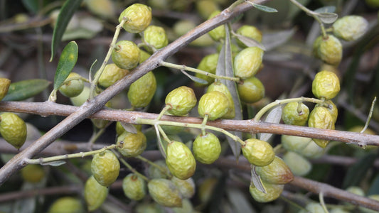 Les clés pour apprécier son huile d'olive