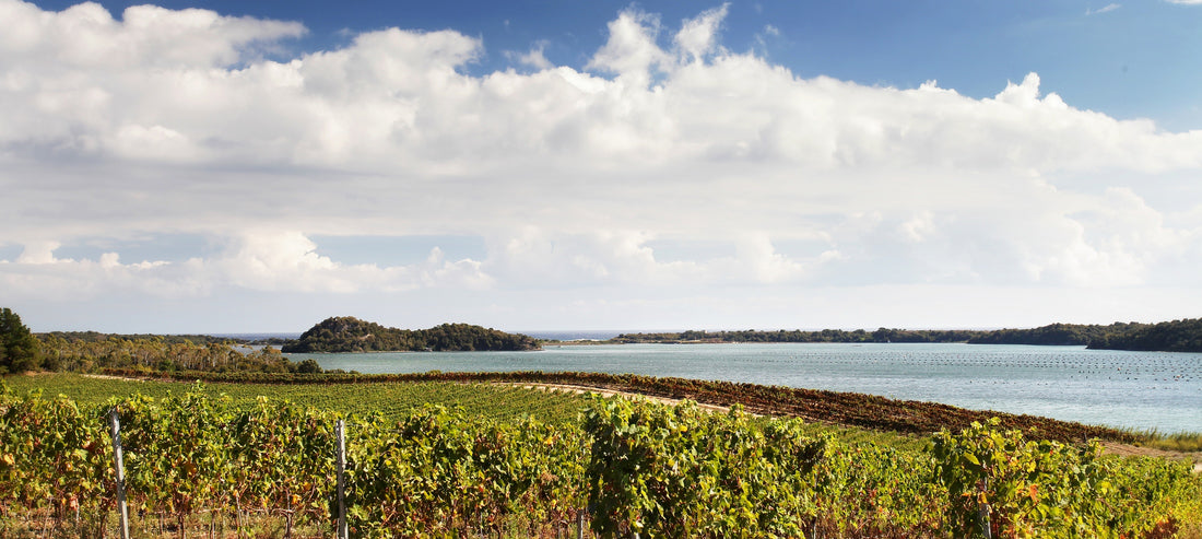 Petit tour au Domaine Terra Vecchia