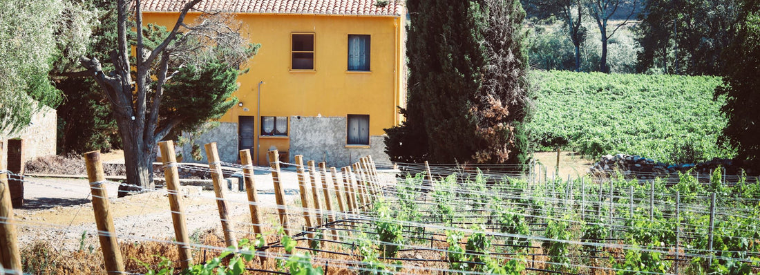 La vigne en quatre saisons