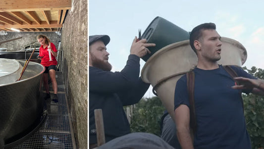 Immersion dans les vendanges avec l'équipe du Petit Ballon