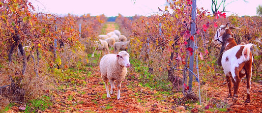 Foire aux vins 2020 : on s'engage !