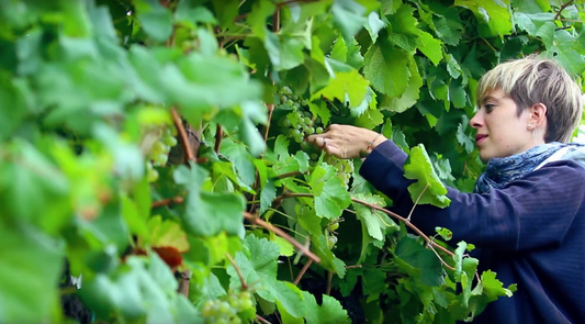 Rencontre avec la Vigna Di Sarah