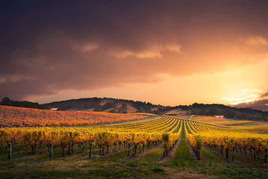 Le vin australien, ça a du chien... et même du kangourou !