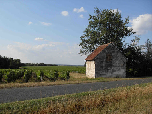 Domaine François Cartier / Août 2014