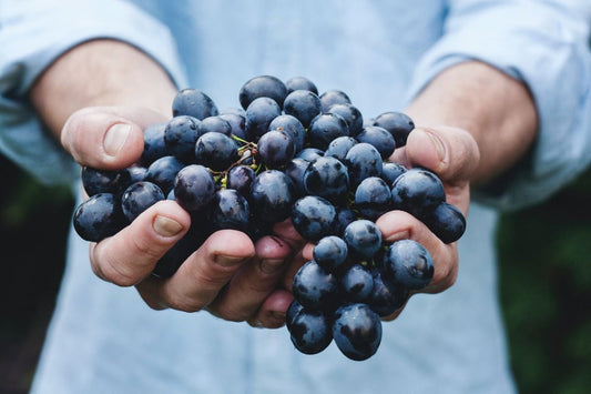 Tu sais ou tu cépage : on vous présente le malbec !