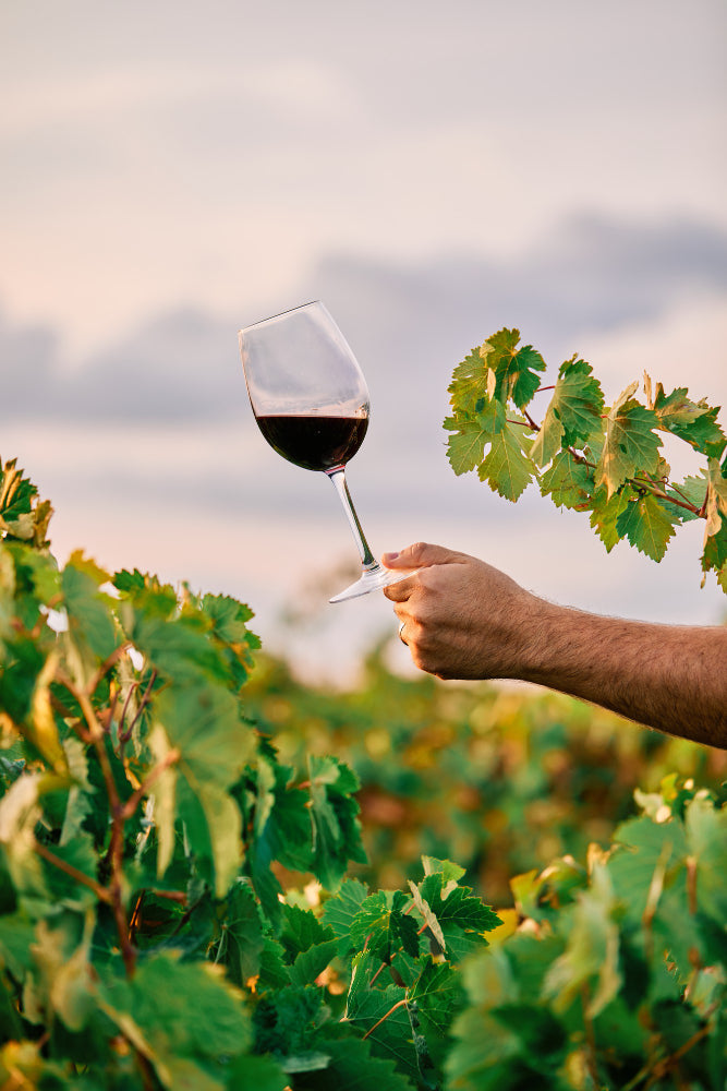 Vins de Bourgogne : nos pépites abordables pour un trip sans pépin !