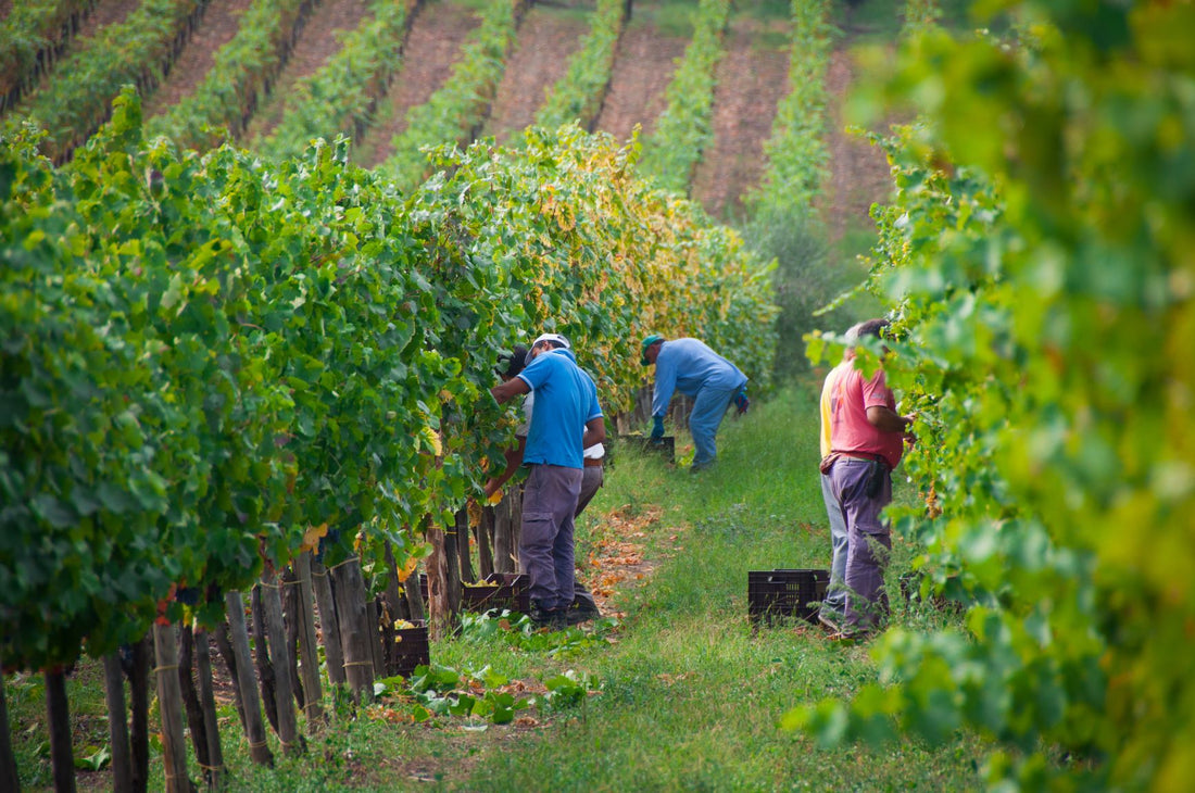 En avant pour les fêtes des vendanges !