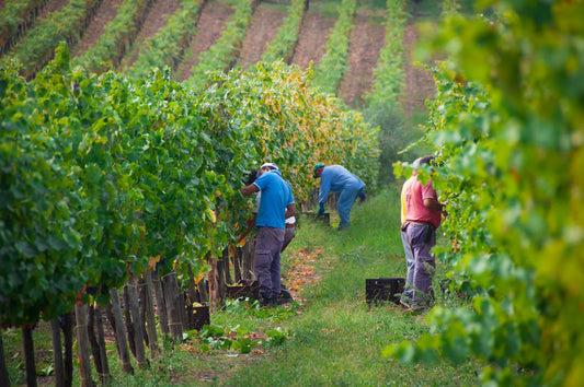 En avant pour les fêtes des vendanges !