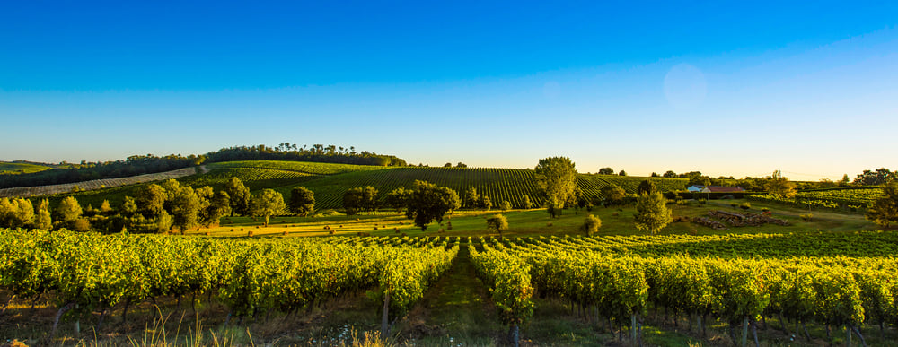 Lapin impérial ou Antilope Tibétaine les nouveaux noms des vins de Bordeaux