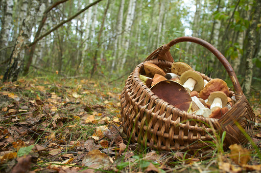 Calendrier des champignons sauvages