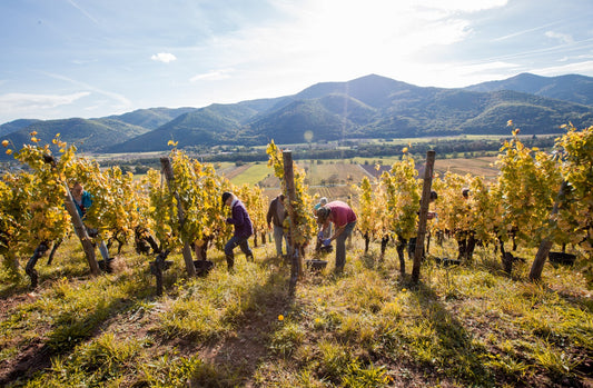 Vendanges et vinification : le top 10 des mots pour tout comprendre