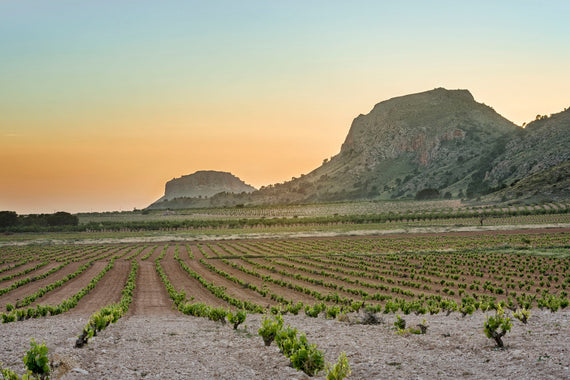 Bodegas Alceño