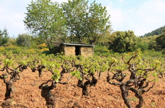 Bodegas y Viñedos Mengoba