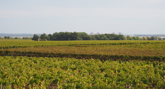 Château Tour de Marbuzet