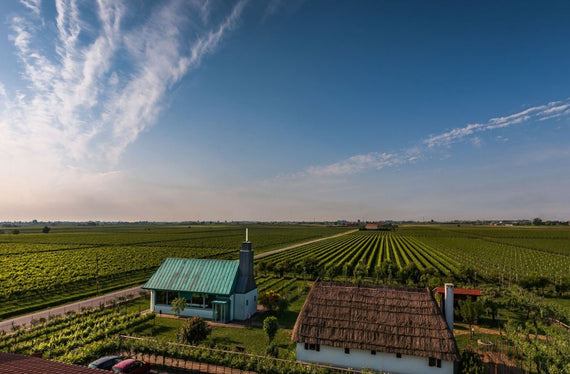 Domaine Corvezzo