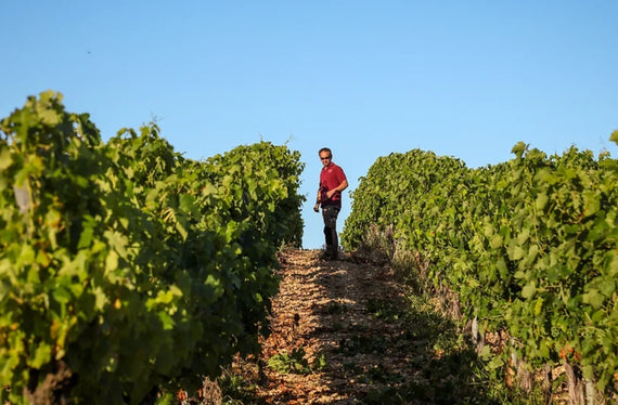 Domaine du Vigier