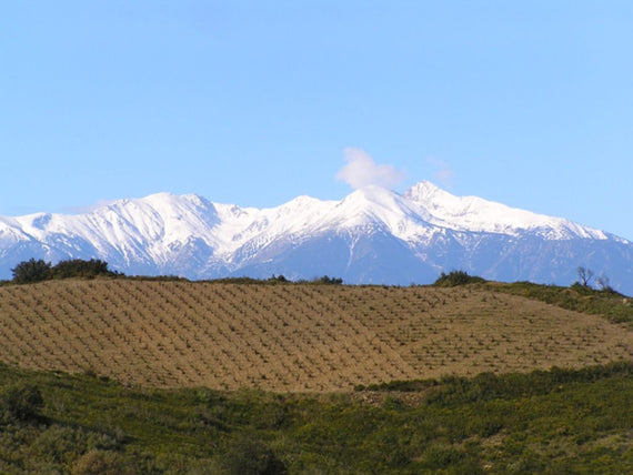 Domaine Gauby