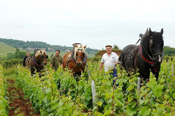 Domaine Pigneret Fils