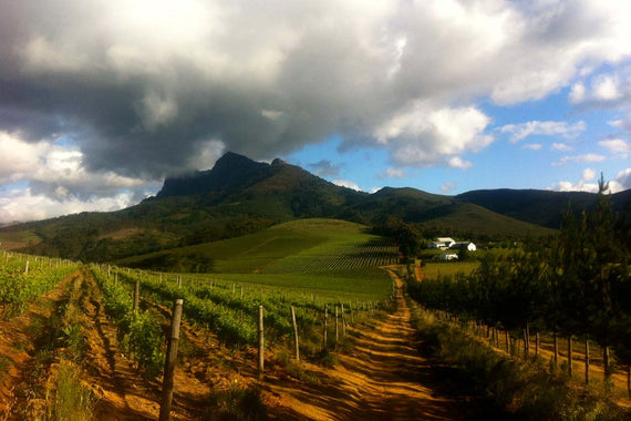 Marianne Wine Farm