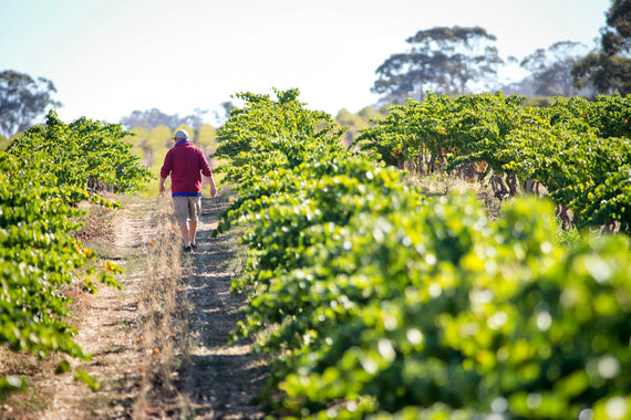 Two Hands Wines